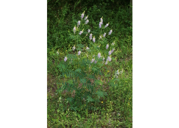 Echte Geißraute (Galega officinalis) - © Emanuel Trummer